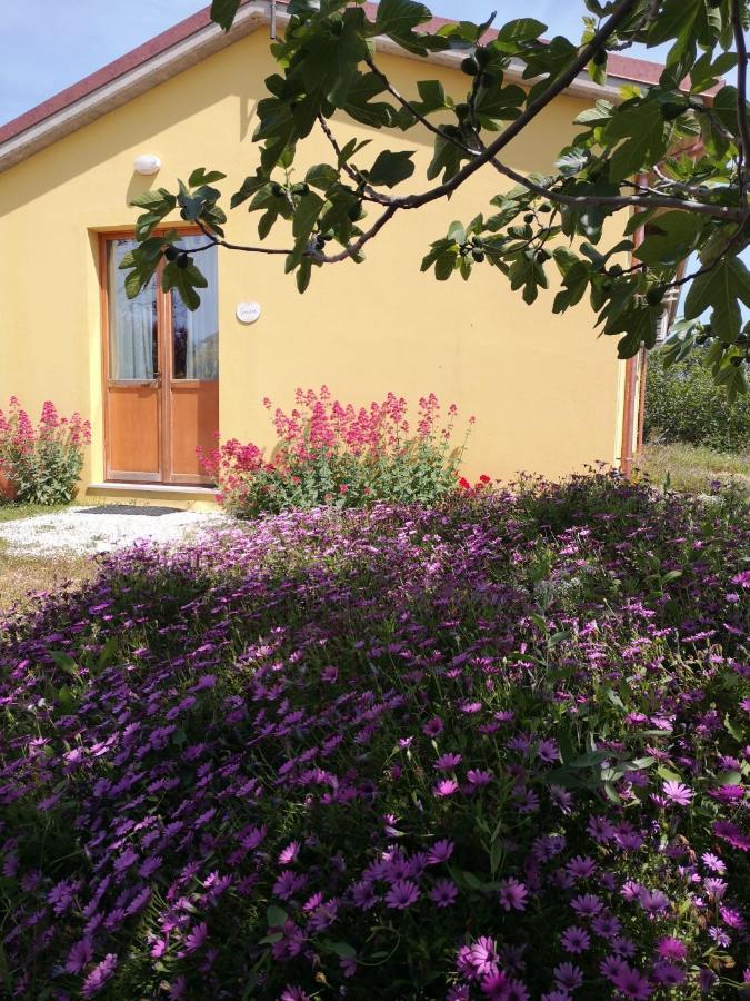 Agriturismo I Ciliegi Appartamento Ginestra Montignano Ngoại thất bức ảnh