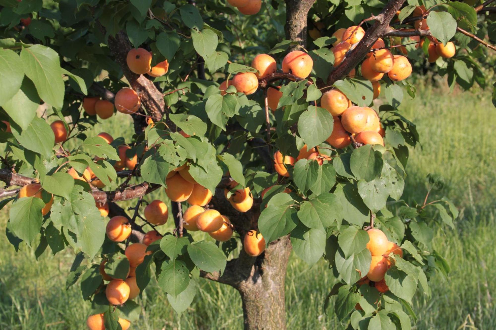 Agriturismo I Ciliegi Appartamento Ginestra Montignano Ngoại thất bức ảnh